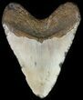 Megalodon Tooth (Repaired) - North Carolina #66103-2
